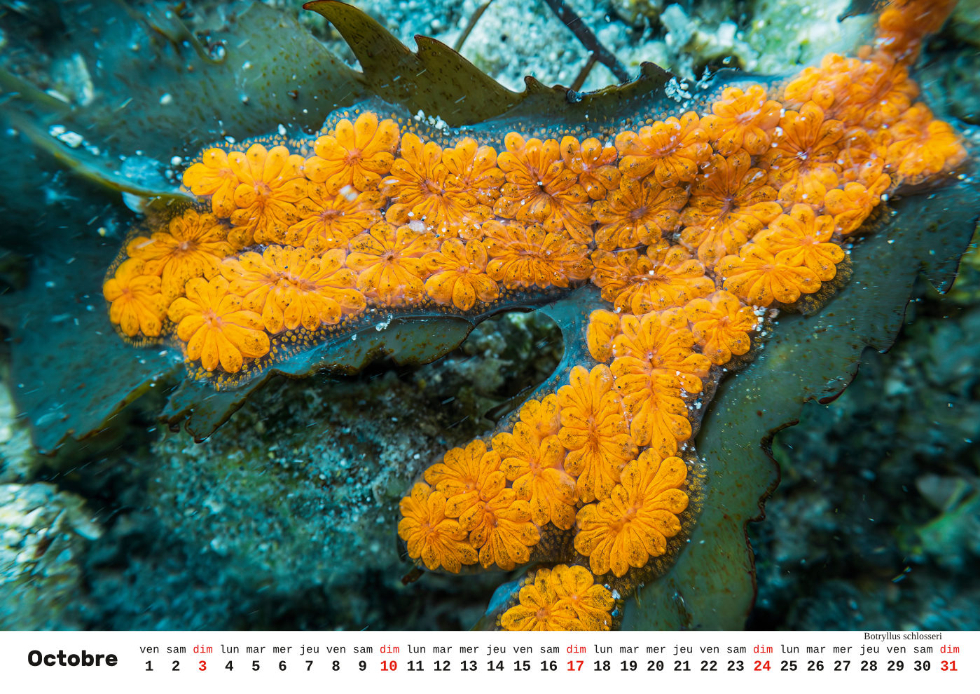 Unterwasser-FR_11 Unterwasser-FR_11