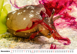 Unterwasser-FR_12 Unterwasser-FR_12