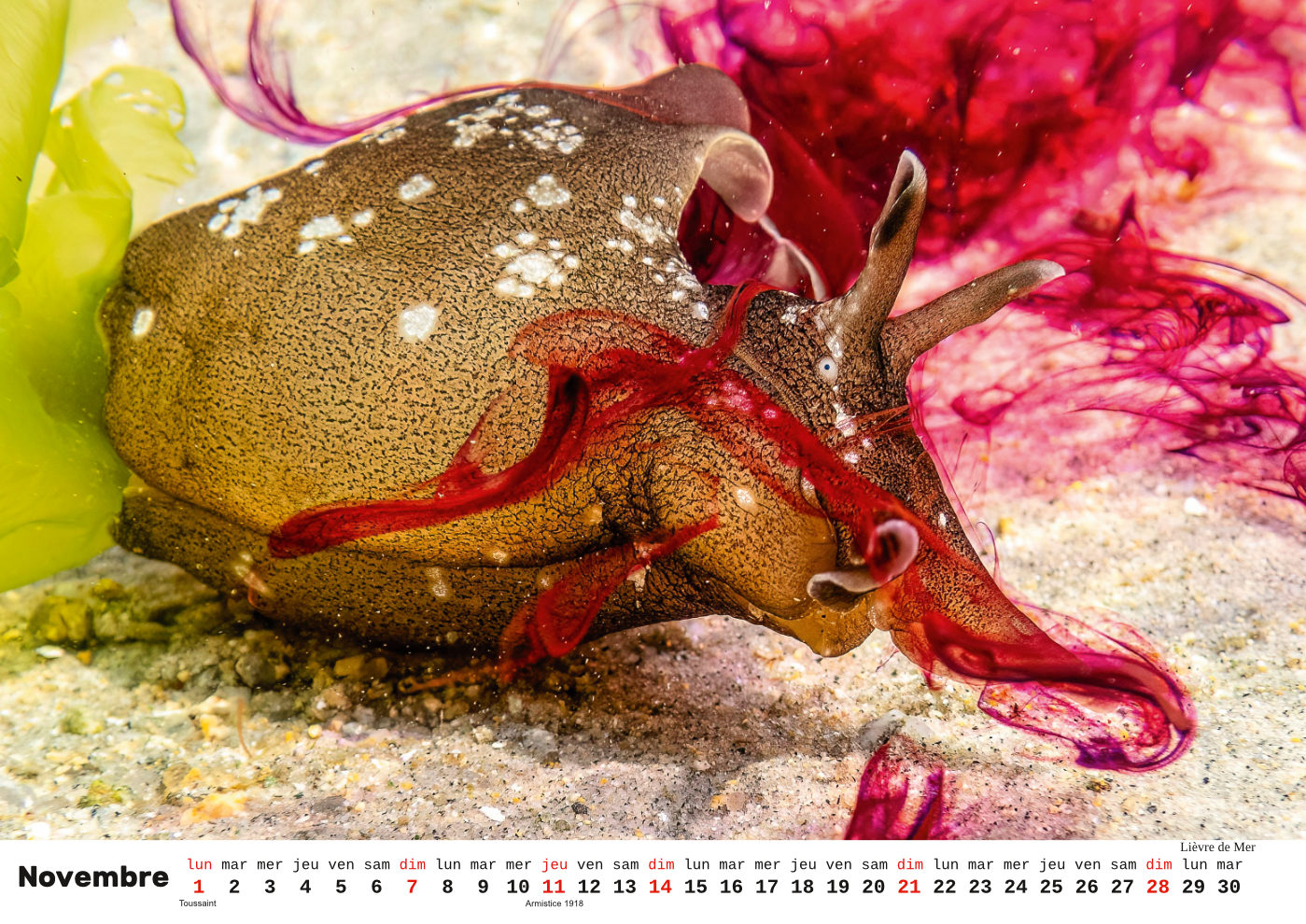 Unterwasser-FR_12 Unterwasser-FR_12