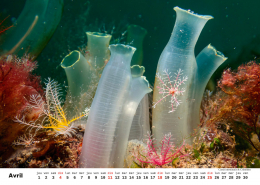 Unterwasser-FR_5 Unterwasser-FR_5