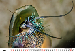 Unterwasser-FR_6 Unterwasser-FR_6