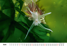 Unterwasser-FR_7 Unterwasser-FR_7