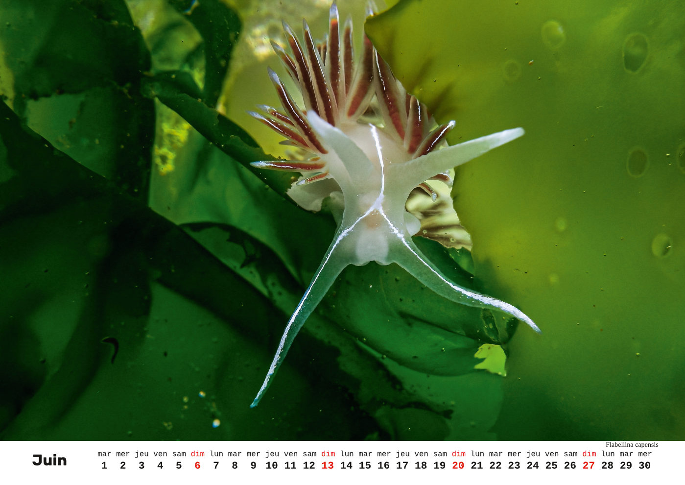 Unterwasser-FR_7 Unterwasser-FR_7