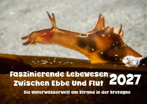 Kalender 2027 - Seehase, Unterwasser-Foto