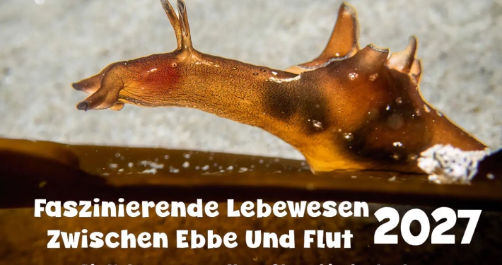 Kalender 2027 - Seehase, Unterwasser-Foto