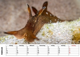 Unterwasser-Seehase-Kalender_2 Seehase