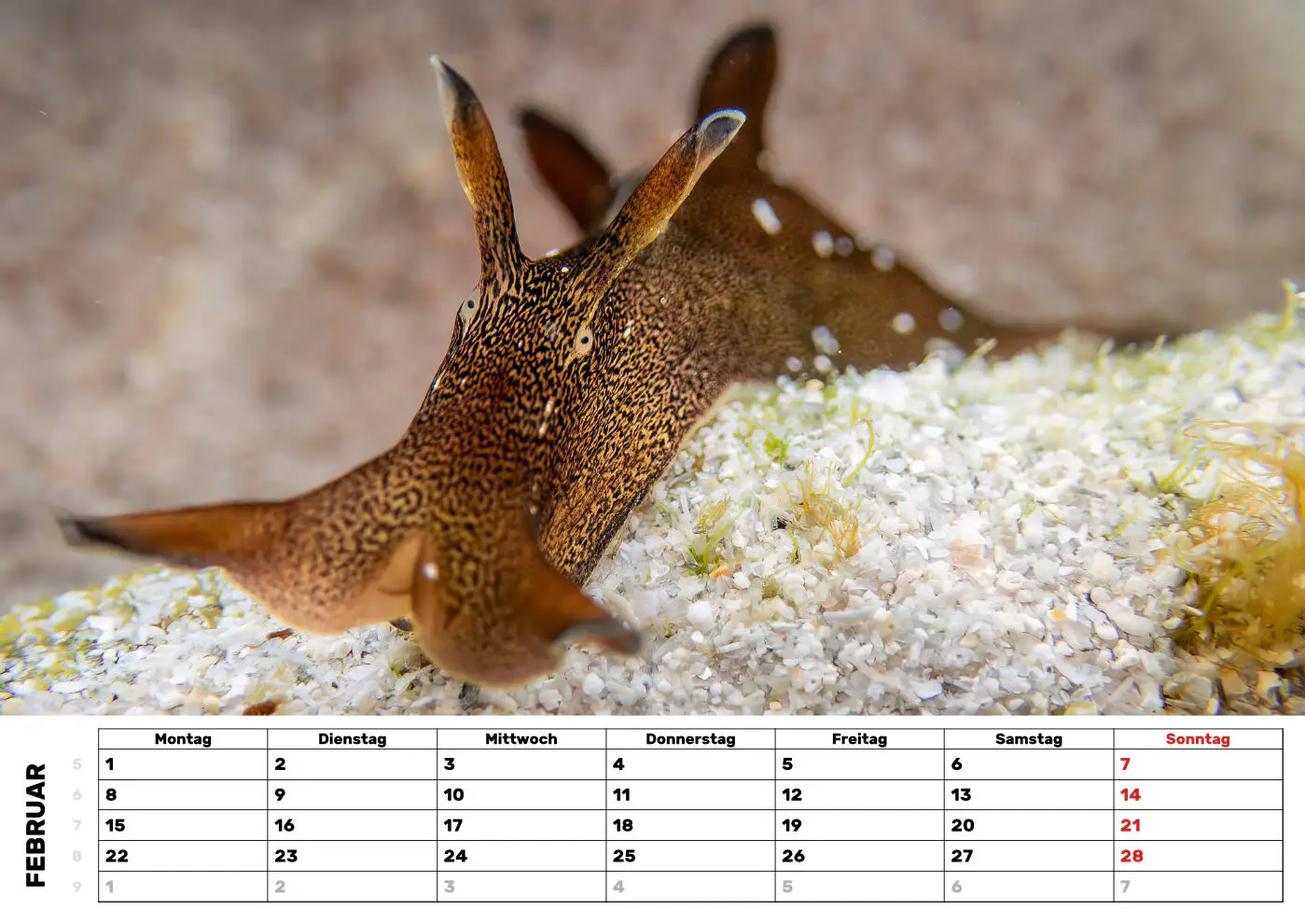 Unterwasser-Seehase-Kalender_2 Seehase