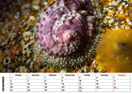 Seeohr - Ormeau Seeohr - Ormeau