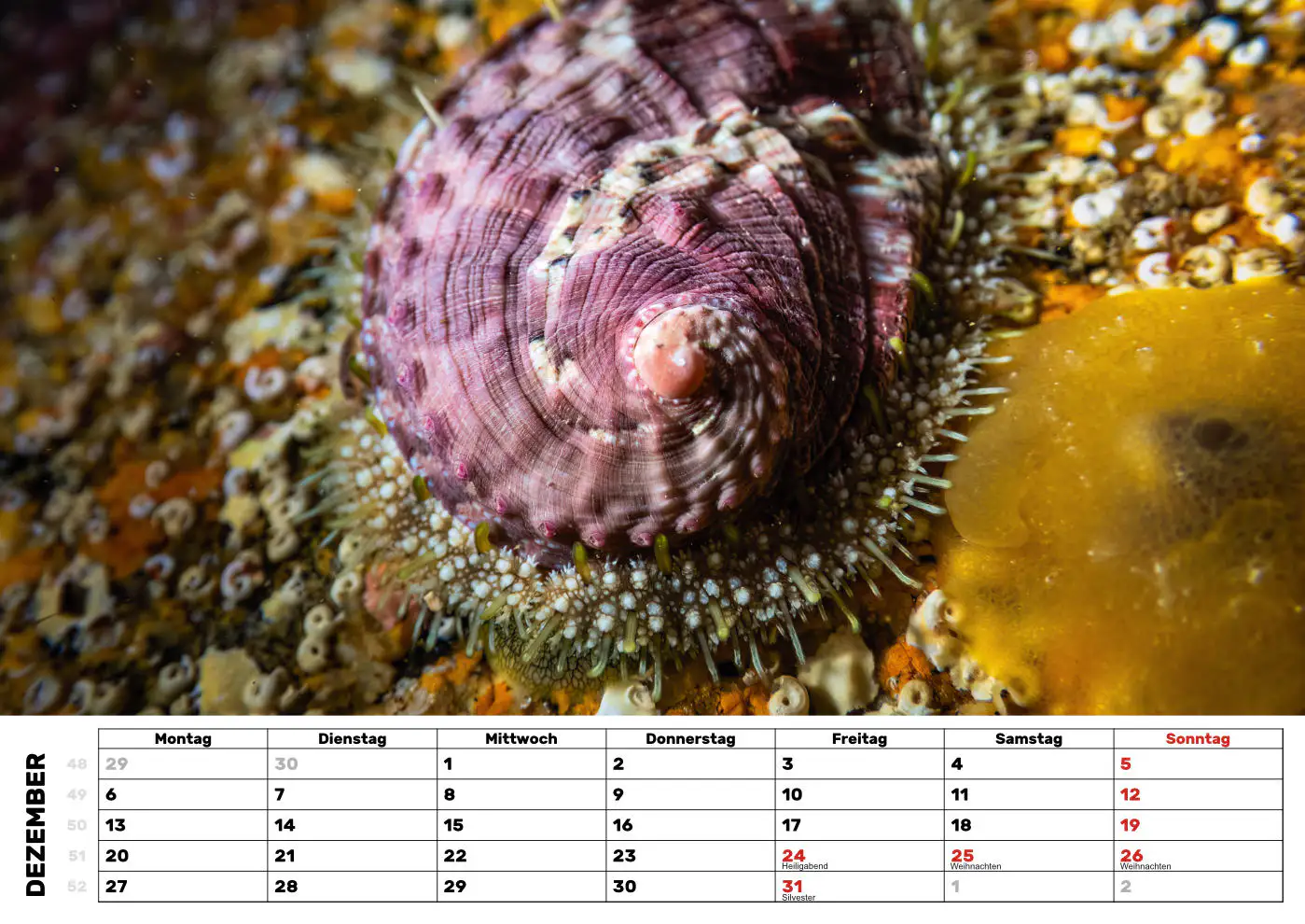 Seeohr - Ormeau Seeohr - Ormeau