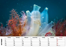 Seescheide und Haarstern Seescheide und Haarstern