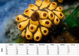 Seescheide Seescheide