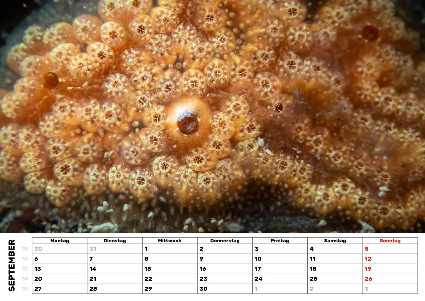 Seescheide Seescheide