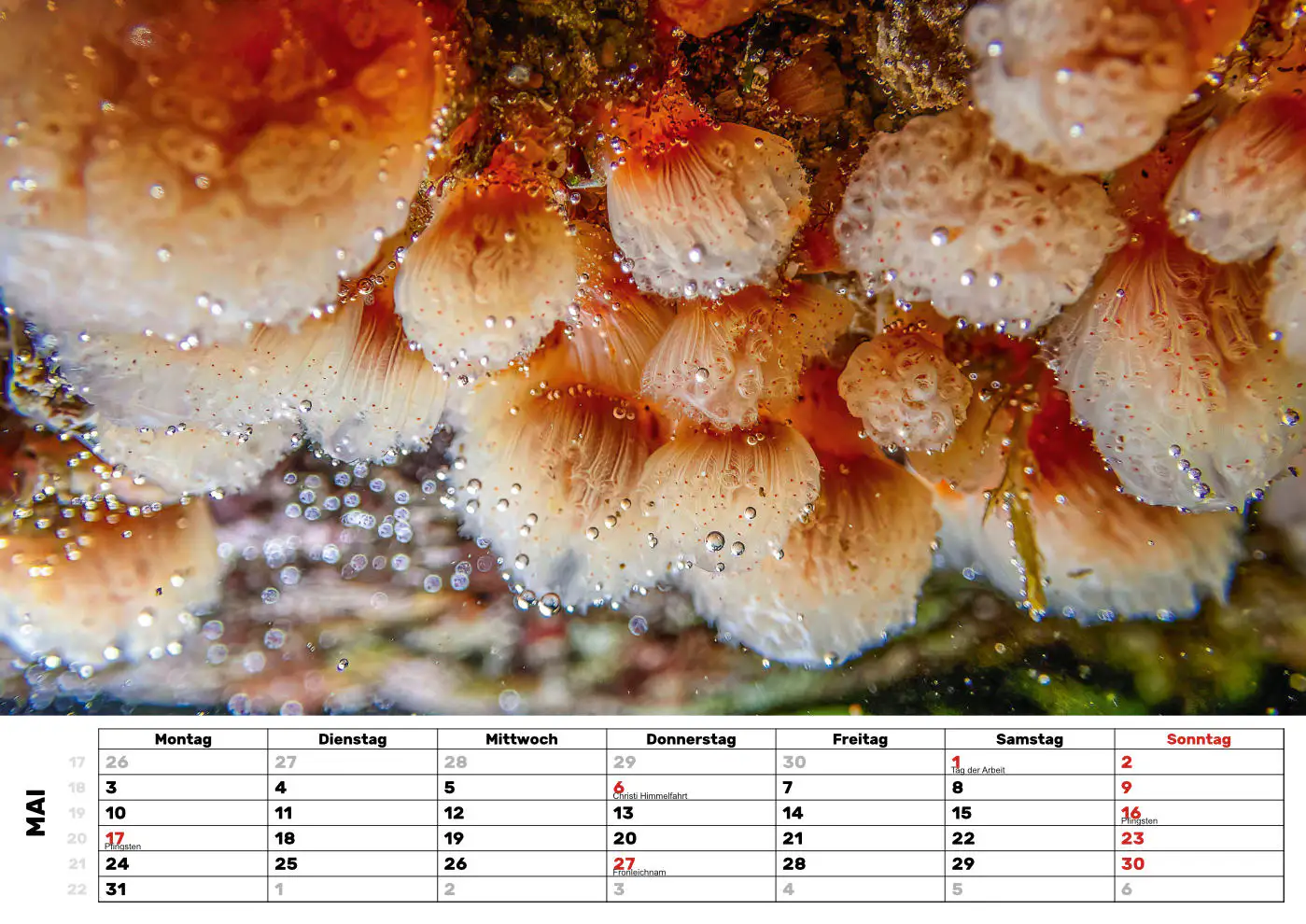 Seescheide Seescheide