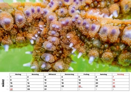 Unterwasser-Seestern-Kalender_3 Seestern