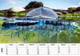 Segelqualle Segelqualle