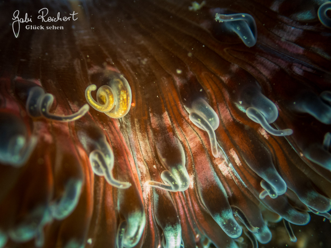 Detail einer Anemone