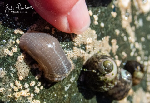Größenvergleich Anemone und Finger