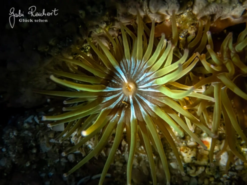 Anemone Anemone