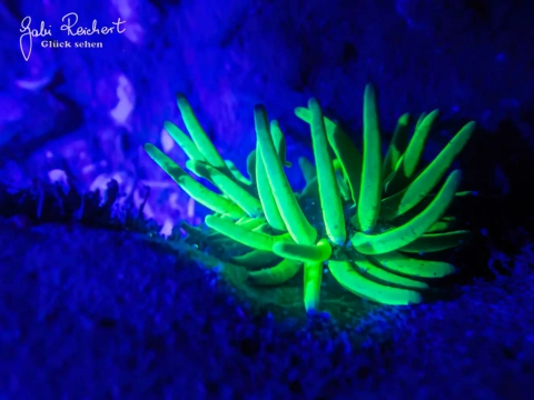 Wachsrose am Abend mit UV Licht