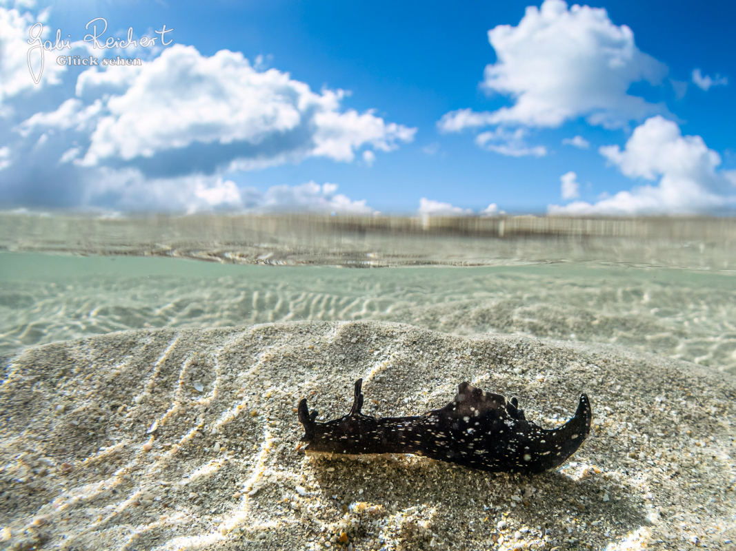 Seehase auf Sand, Split-Foto mit der TG7 und dem Weitwinkel Adapter