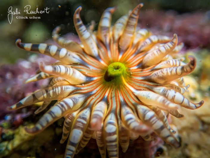 Felsengoldrose, Anemone Felsengoldrose, Anemone