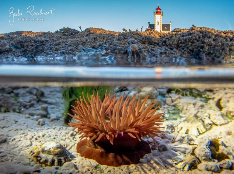 Anemone und Leuchtturm Chats auf der Ile de Groix