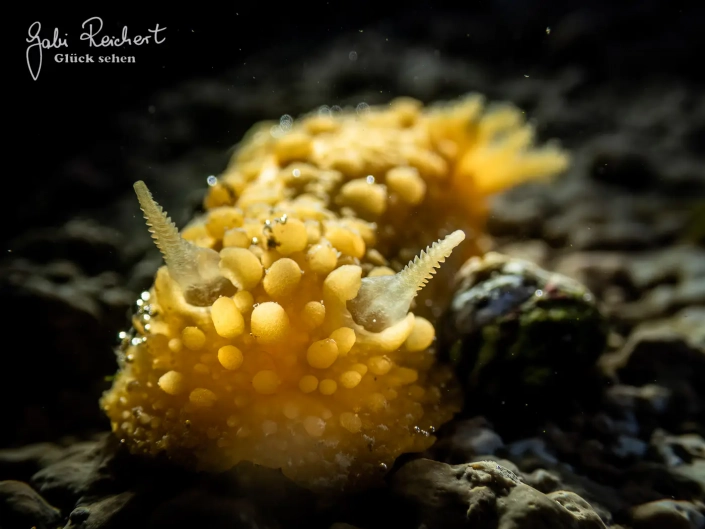 Warzen Doris – Nacktschnecke Warzen Doris - Nacktschnecke