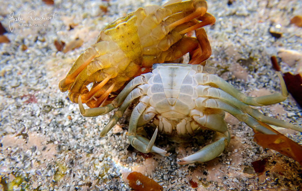 Arte - Strandkrabbe bei der Häutung Arte - Strandkrabbe bei der Häutung