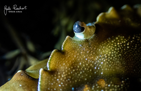 Auge der Strandkrabbe Auge der Strandkrabbe