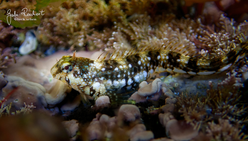 Schleimfisch Schleimfisch
