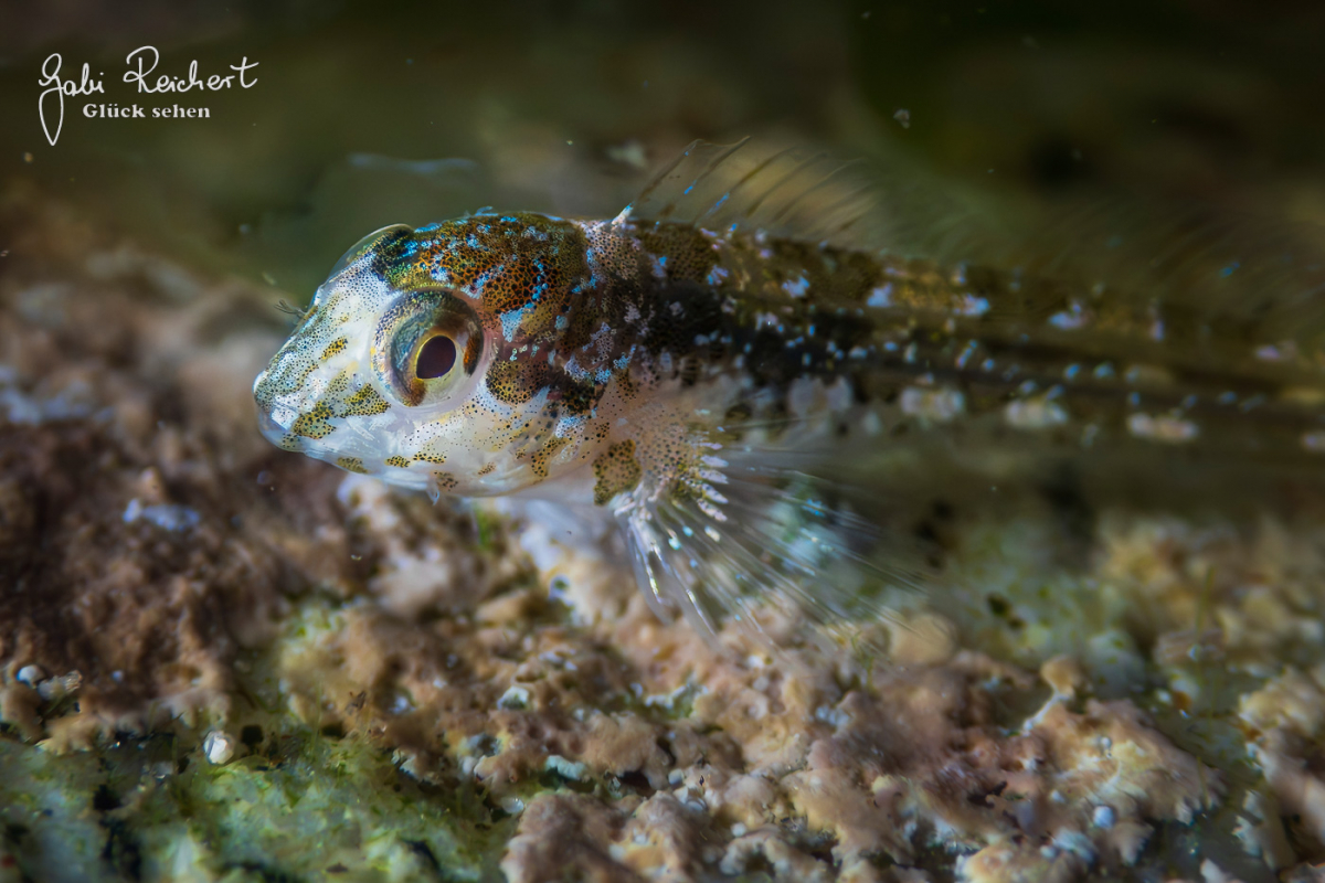 Schleimfisch