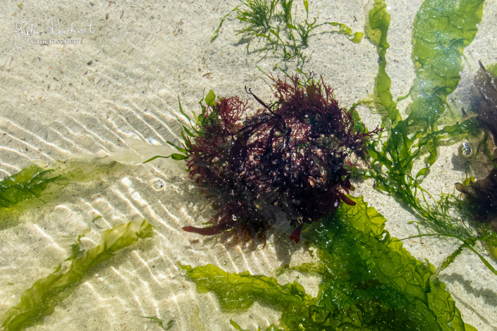 08-Seespinne-6151931 08-Seespinne-6151931