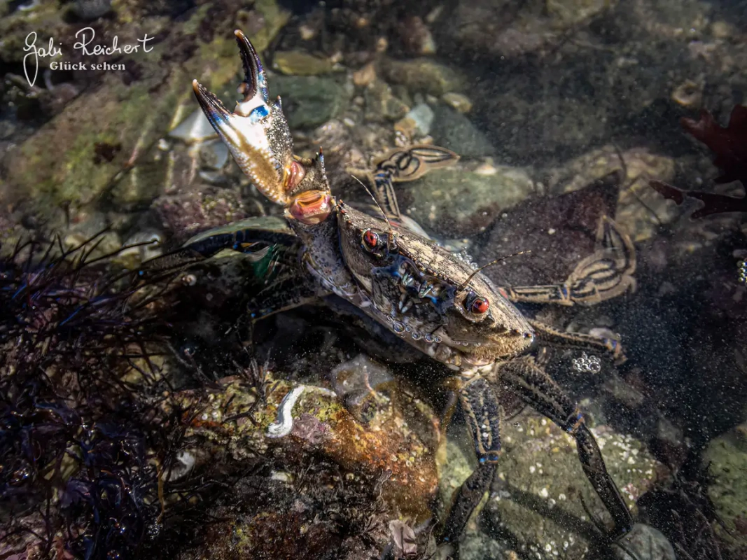 Angriffshaltung der Schwimmkrabbe