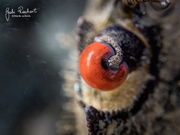 Auge der Schwimmkrabbe Auge der Schwimmkrabbe
