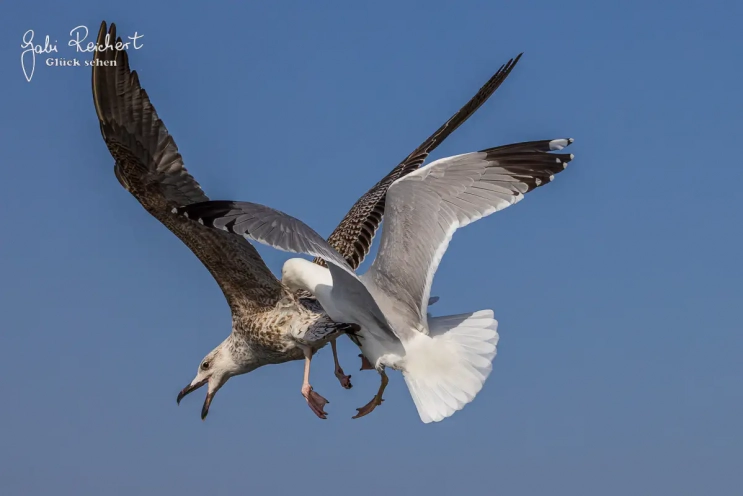 Möwe und Jungvogel Möwe und Jungvogel
