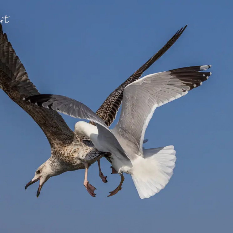Möwe und Jungvogel Möwe und Jungvogel
