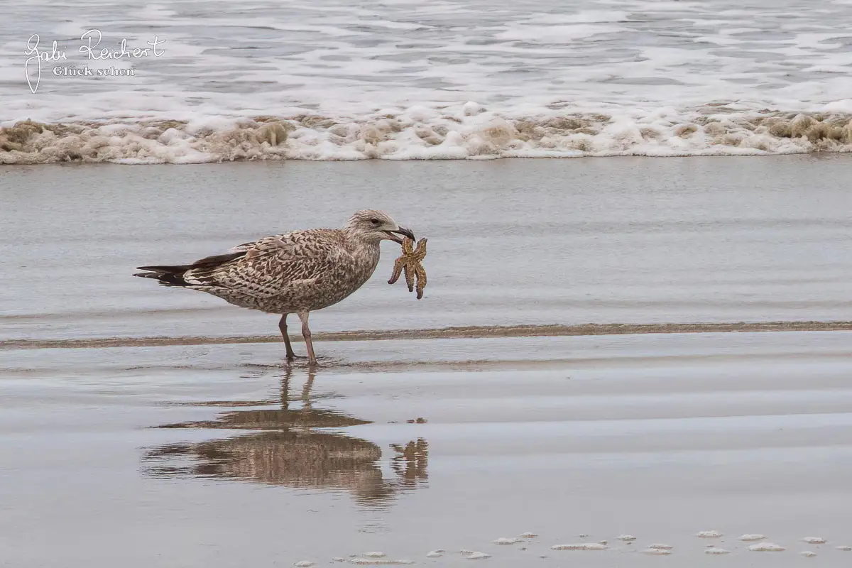 Möwe mit Seeigel