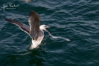 Möwe im Hafen von Le Conquet