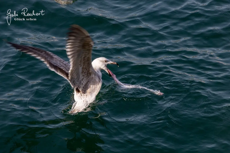 Möwe im Hafen von Le Conquet Möwe im Hafen von Le Conquet