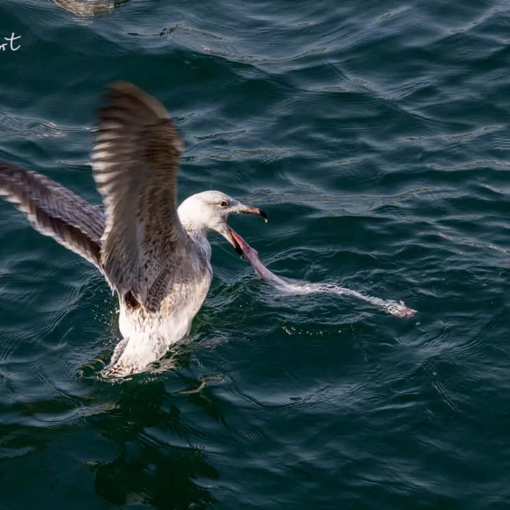 Möwe im Hafen von Le Conquet Möwe im Hafen von Le Conquet