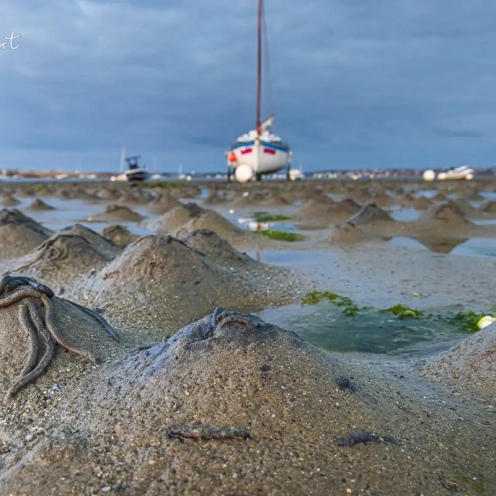 Sandstrand mit Wattwurm Kackern Sandstrand mit Wattwurm Kackern