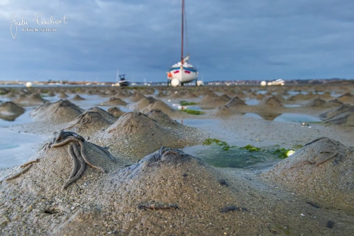 Sandstrand mit Wattwurm Kackern Sandstrand mit Wattwurm Kackern