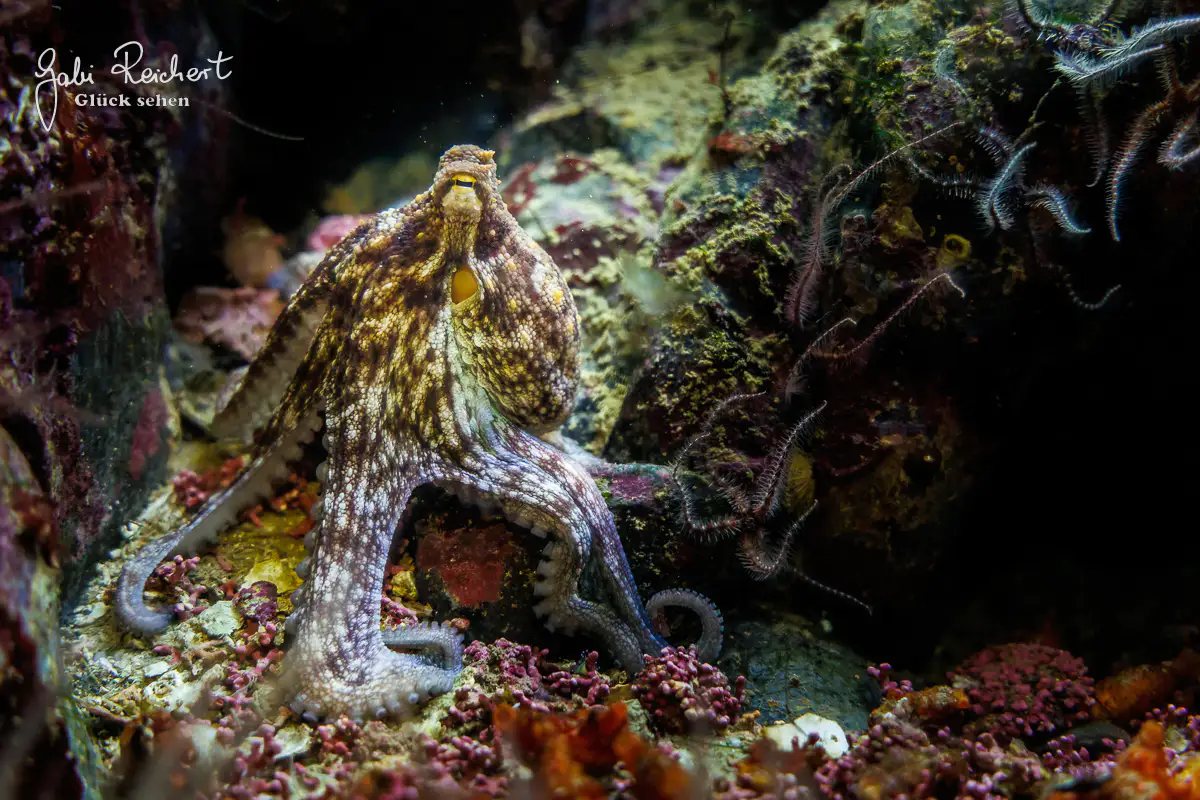 Krake im Aquarium - Oceanopolis, Brest