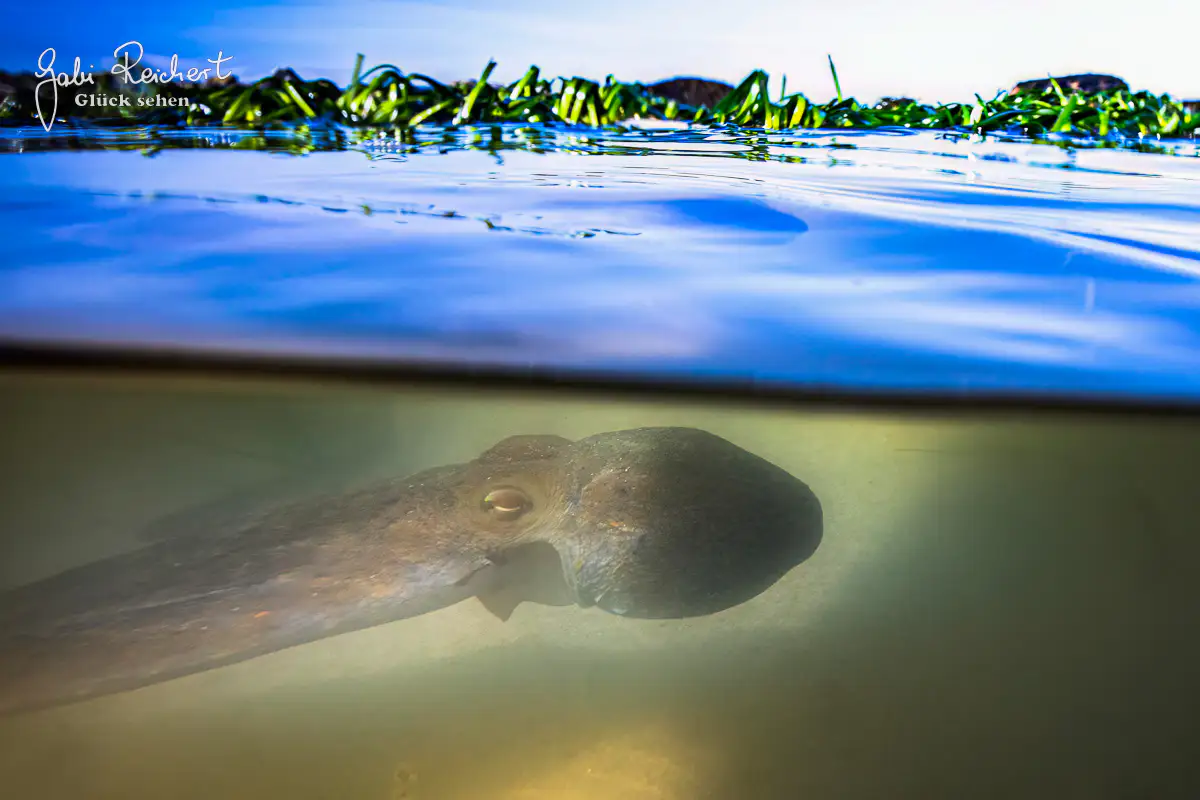 Krake im flachen Wasser