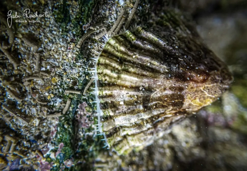 Napfschnecke im Wasser Napfschnecke im Wasser