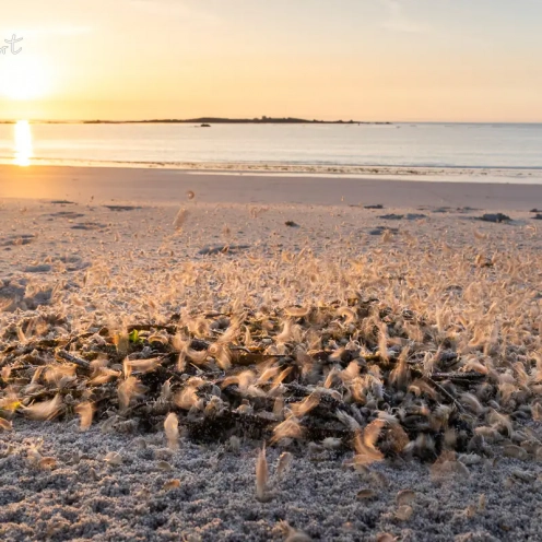 Strandflöhe essen den Tang im Sonnenuntergang Strandflöhe essen den Tang im Sonnenuntergang