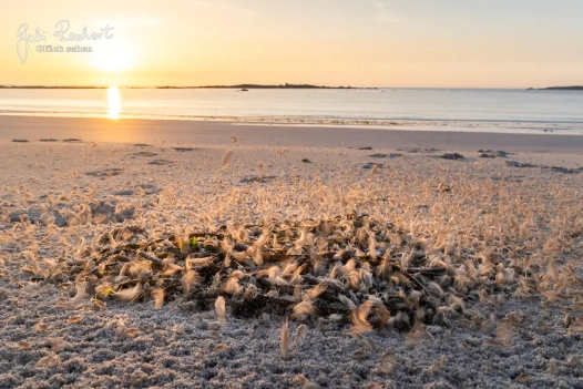 Strandflöhe essen den Tang im Sonnenuntergang Strandflöhe essen den Tang im Sonnenuntergang