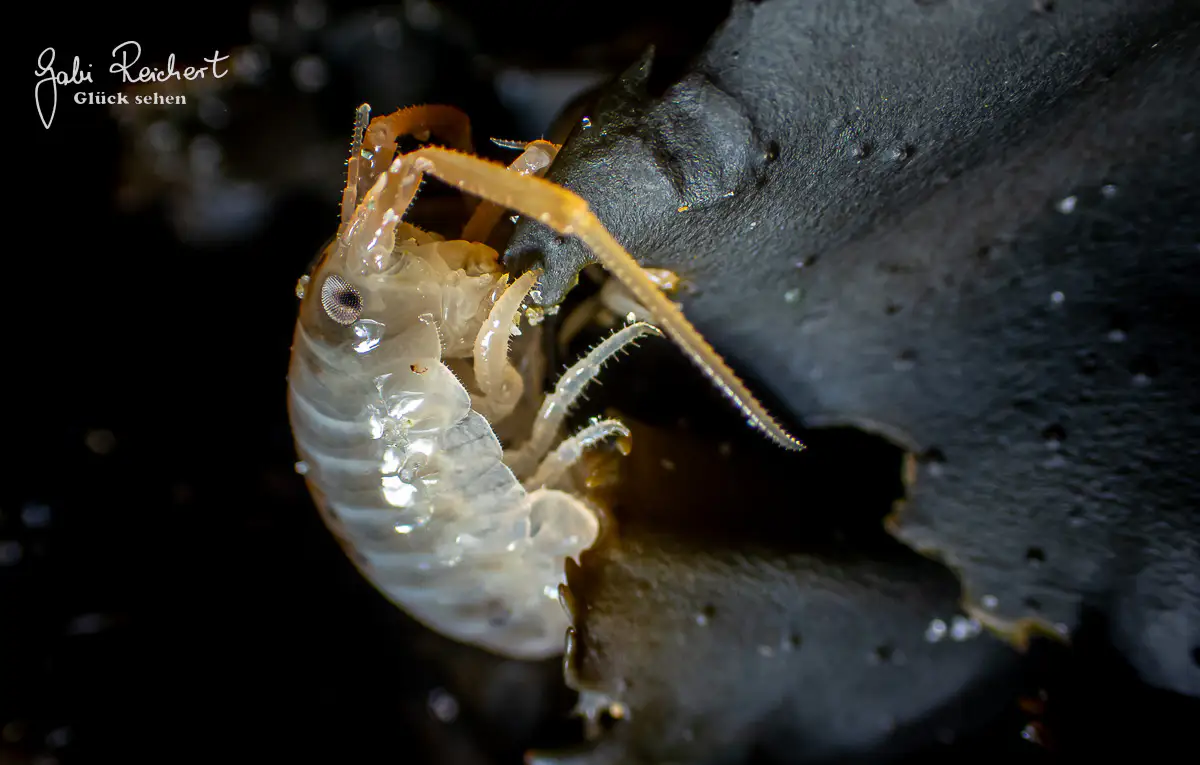 Strandfloh frisst Tang