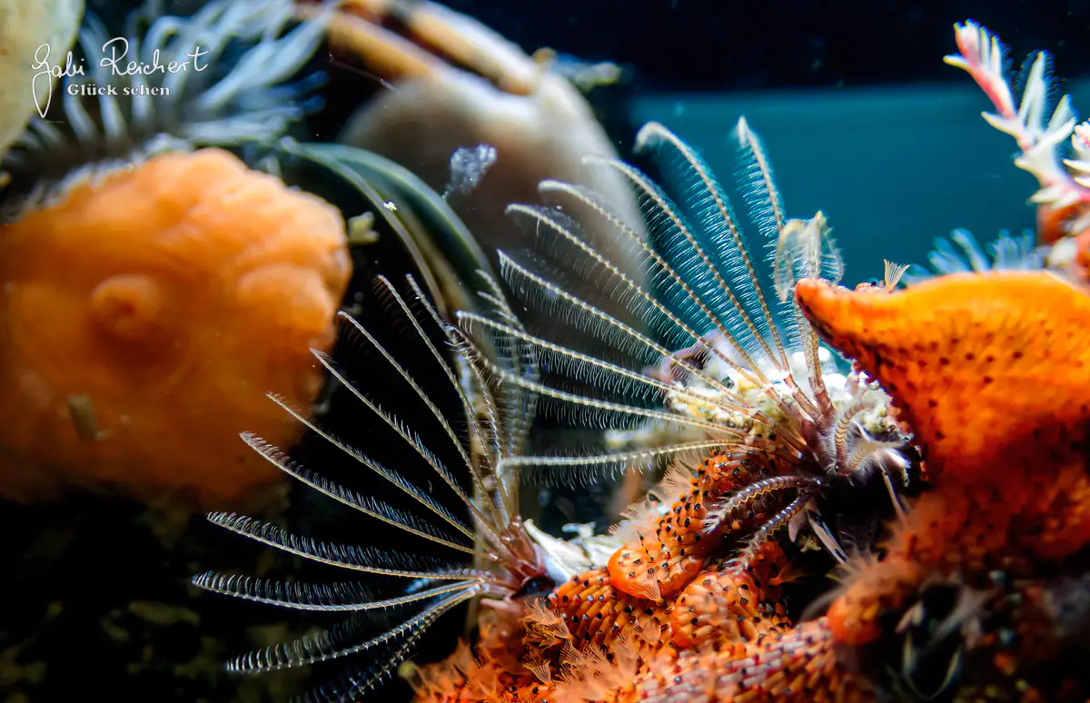 Seepocken und Bryozoen