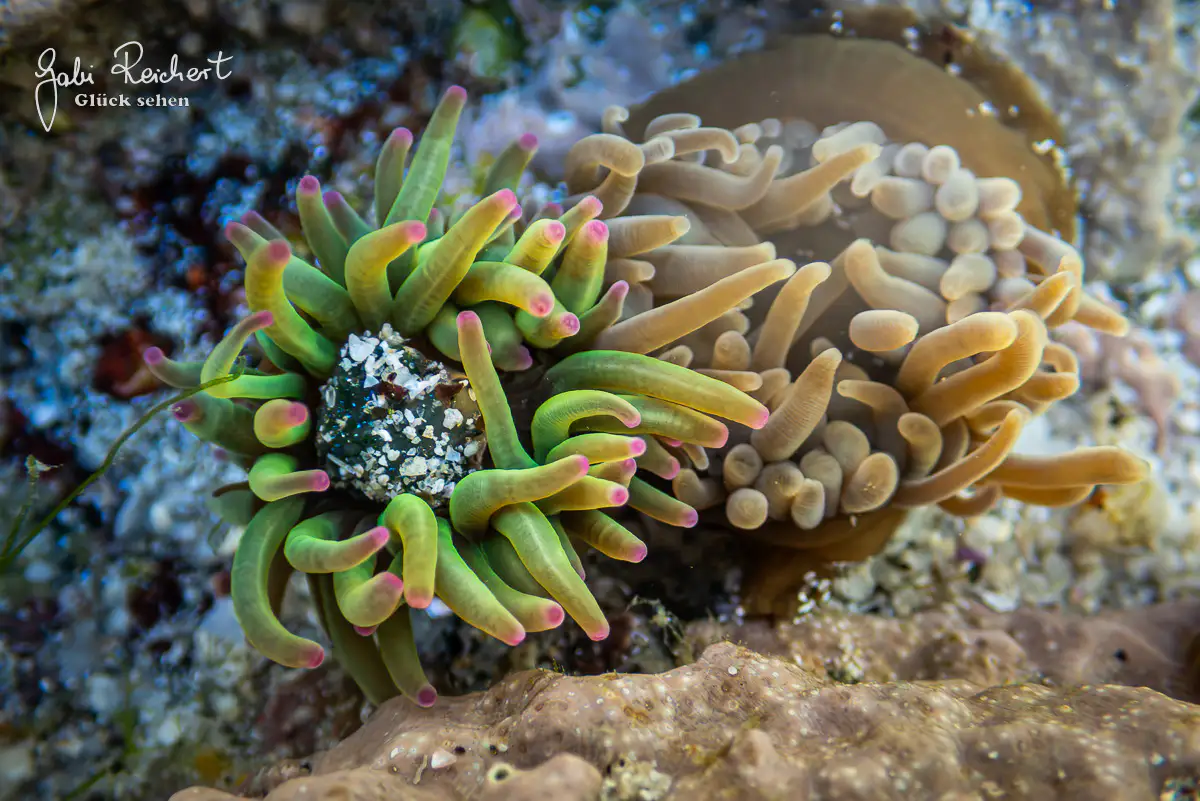 Anemone hat eine grüne Samtschnecke gefressen